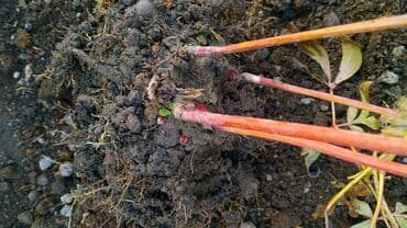 parca rengleri: Sorta Pion (Peony) – iki rəngli, iri, ətirli güllər - Növ: dekorativ — 3