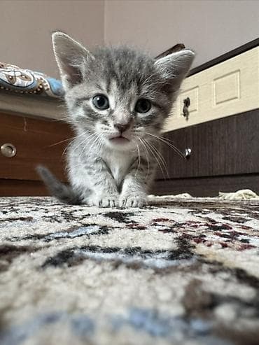 sahibləndirmə: Yaxşı əllərə — 3