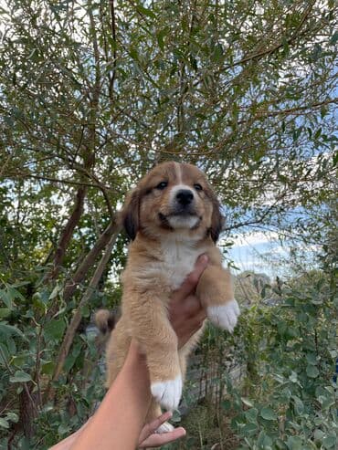 сколько стоит щенок акита ину: Звонок, 2 месяца, Самовывоз — 2