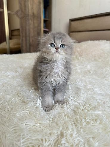 pişim: Şotland yastı qulaq — 6