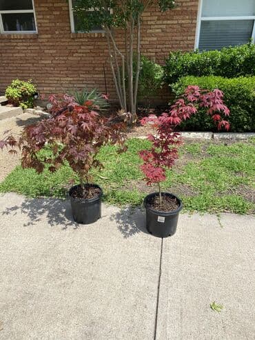 gul toxumlari magazasi: Yapon çinarivə Kivi "Bruno' sortu mesuldar (Aqaclarin gözlüyü — 2