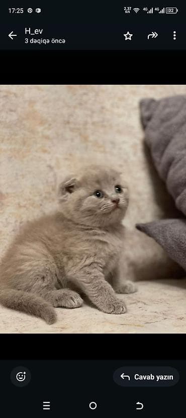 pisik sekilleri: Britan — 7