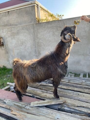 sanen keçi: Hələbdi safqan əsl saxlanmalı heyvandı, cavandı çox iri heyvandı başqa — 9