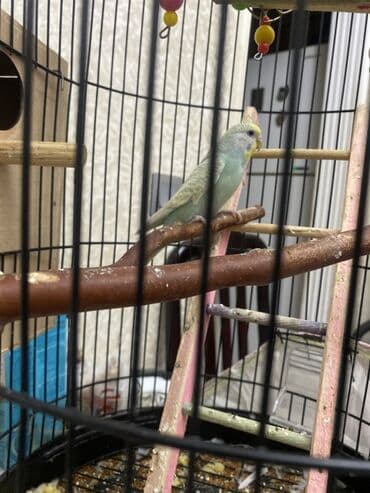 peleng sekili: Məhsul: Tutquş (bxy) üçün tam komplekt qəfəs seti Təsvir: - Dairəvi — 4