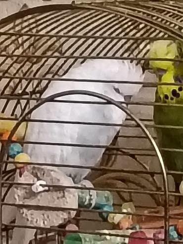 Gəmiricilər: Продаю попугаячех, возраст около года,смеси нет .Цена 40 манат — 3