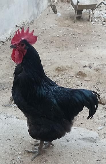 bakida it bazari: Toyuq, Australorp, Damazlıq, Ünvandan götürmə — 3