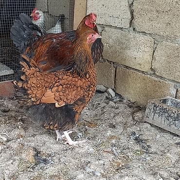 Toyuq, Brama, Damazlıq