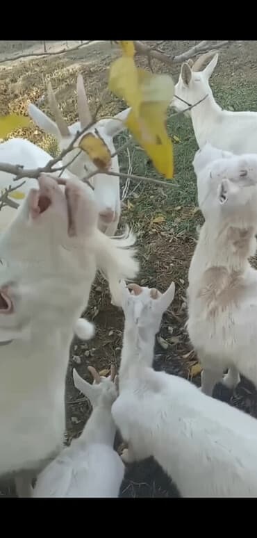 alpine yağları qiymetleri: Dişi, Zanen, il: 2, 40 kq, Südlük, Ünvandan götürmə — 1