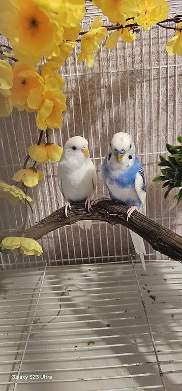 Cüt papuqay satılır erkek dişi qəşəng rəngləri var cütü 30 m endirim