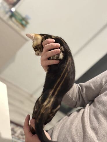 где можно купить котенка: Бенгальская — 10