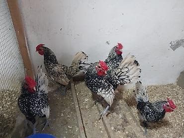 Pişiklər: Xoruz, il: 1, Ödənişli çatdırılma — 3