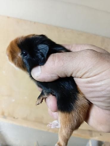 Ən sakit və ən sübür Ginepiqlər artıq hazırdır! [  ] Evdə səs-küy — 10