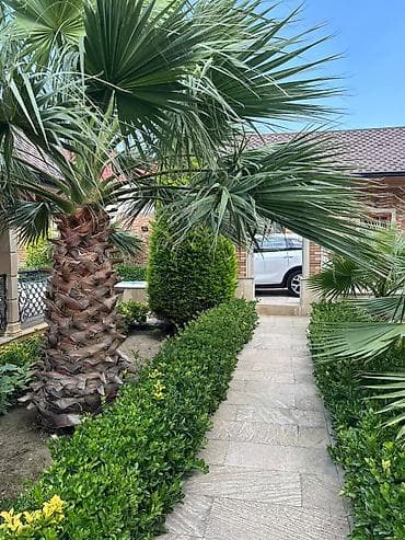 Dekorativ landşaft ağacları və kol bitkiləri - Nəhəng dekorativ palma