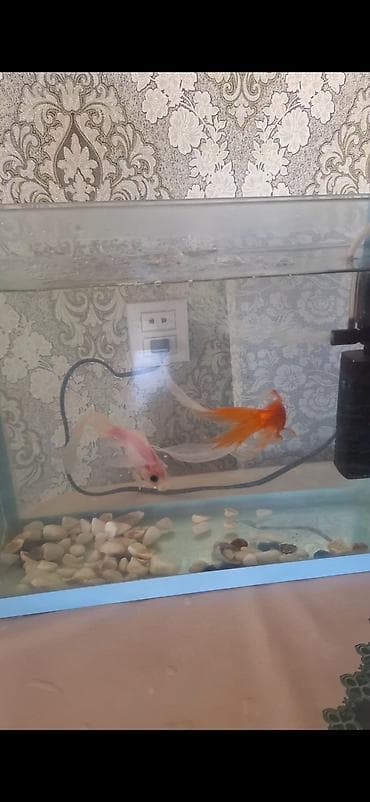 akvarium baliqlari qizil baliq: Qızıl balıq, Sülhsevər, Pulsuz çatdırılma — 2
