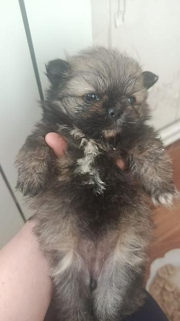 bull terrier satilir: Şpitz — 4