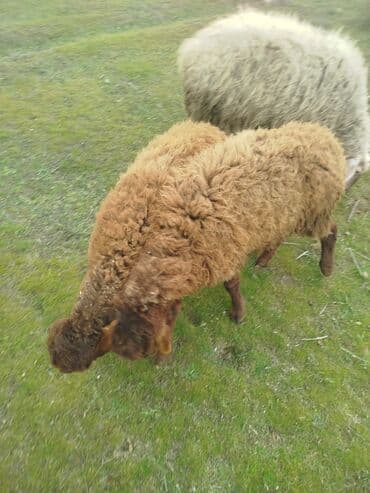 quzu qiyməti: Qoyun – yerli cins, 2 dene erkek qala quzu satılır iksde erkekdi biri — 3