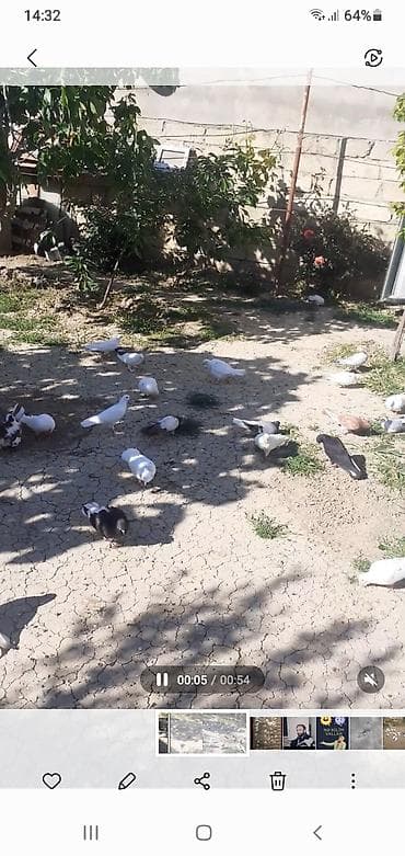 Məişət həyətində saxlanılan müxtəlif növ göyərçinlər. - Rənglər: ağ — 1