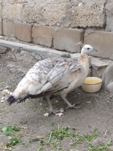 hinduska balasi satilir 2019: Salam aleykum. Satışda bir dənə qara qanad tovuzquşu fərəsi var. 7 — 1