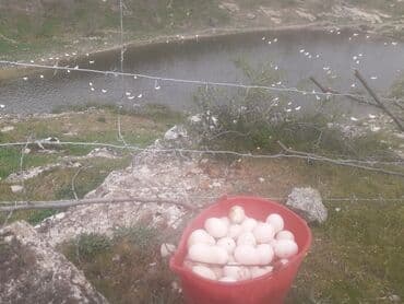 рынок посуды в баку: Ən ucuz bizdə. pekin ördey yumurtaları güne 150 den yuxarı olur kim — 1