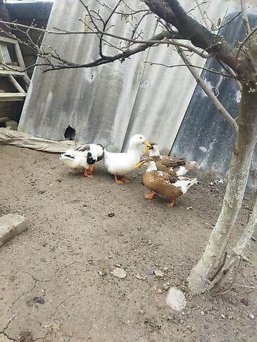 Gəmiricilər: Qırmızı xoruz 3 yaş yarım. damazlıq. bu biri balaca qırmızı iyun — 8