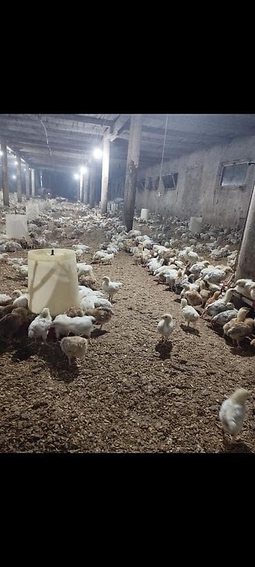 Птицы: Куриные цыплята, Для мяса — 4