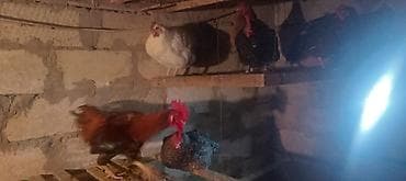 kənd toyuğu: Toyuq, Damazlıq — 2