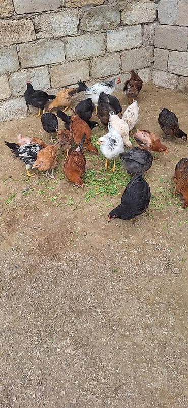 toyuq satan: Kend cüceleri .Qiymet 6 manat .25 edetdi kom götürene endirim var — 3