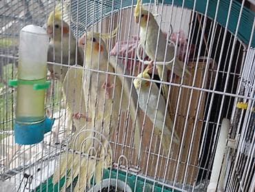 tutuquş: Nimfa (cockatiel) papağanları – müxtəlif rəng çalarlarında - Növ — 3