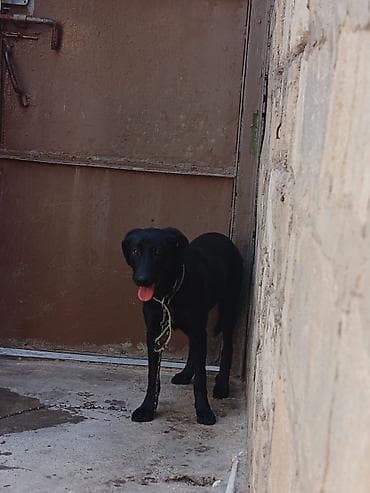 poodle satışı: Labrador-retriver, 5 ay, Ünvandan götürmə — 4