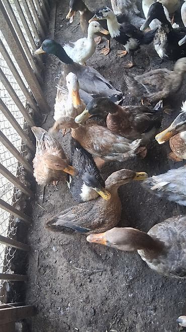 Məişət və təsərrüfat üçün ördək sürüsü - Növ: müxtəlif yerli və lalafo.az -da Məişət və təsərrüfat üçün ördək sürüsü - Növ: müxtəlif yerli və