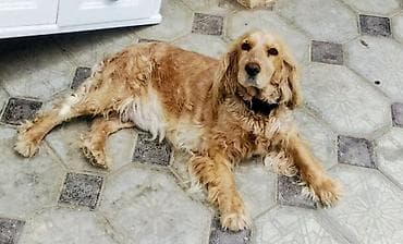 Koker spaniyel, 2 il, Dişi, Ünvandan götürmə