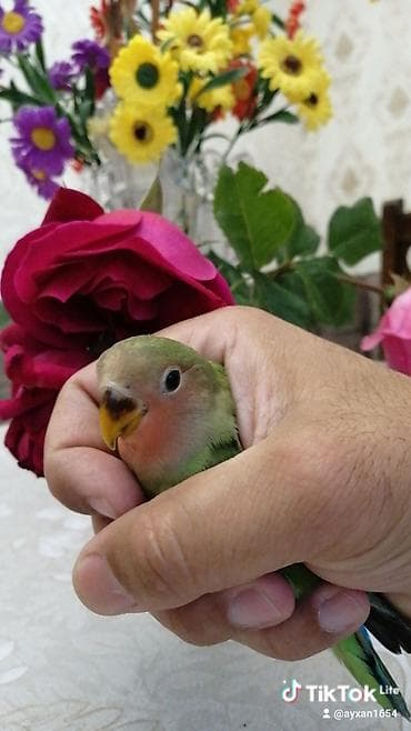 ВАЗ (ЛАДА): Agapornis (Lovebird) – əl öyrəşdirilmiş, ev quşu - Növ: Agapornis — 3