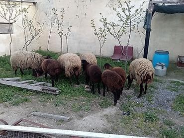 cins qoyunlar: Dişi, Qala, il: 1, 50 kq, Damazlıq, Ünvandan götürmə — 5