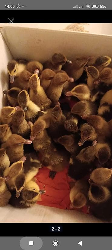 kend toyuqu: Krasnadar sort) ördək yumurtaları - Növlər: Barbar (Muscovy) ördək. - — 4