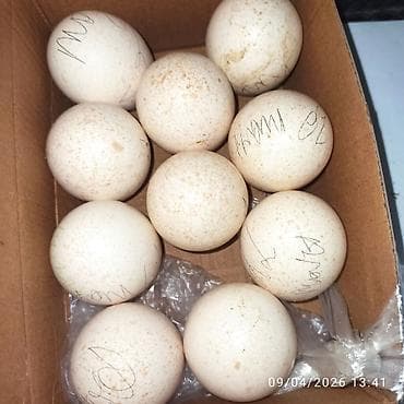 101 roza 99 azn: ŞİRVAN~ Mayalı hinduşka 🦃 yumurtaları satılır, tam sağlam şəraitdə — 3