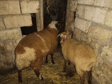 cins ineklerin qiymeti: Quzu, Dişi, ay: 6, 30 kq, Damazlıq, Ünvandan götürmə — 1