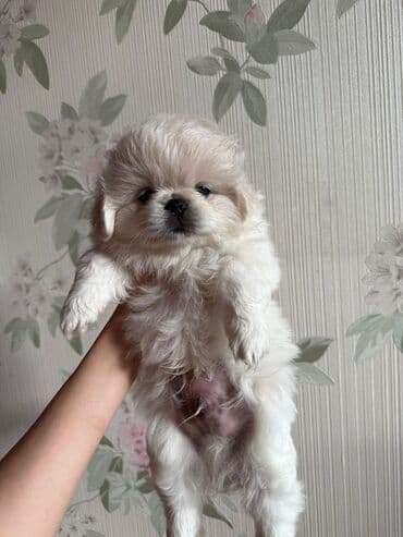 ağ afcarka: Pekines, 2 ay, Erkek, Peyvəndli — 1
