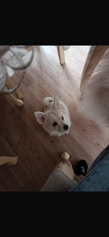 it balasi satilir: Erkek, Ünvandan götürmə — 2