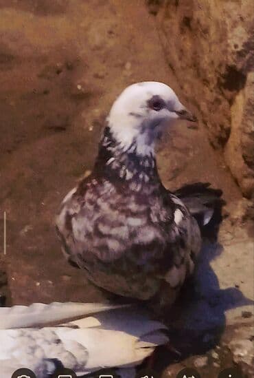 goyercin yuvasi satilir: Ciddi alıcılar əlaqə saxlasın. 0708924240 — 2