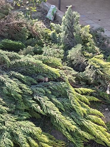 Samovarlar: Məhsul: Kəsilmiş ağac gövdələri və budaqlar Təsvir: - Şəkillərdə — 10