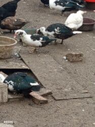 Erkək, | Lal ördək, Damazlıq, Ünvandan götürmə