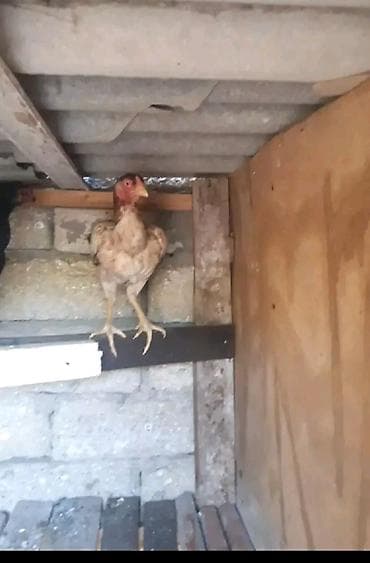 Toyuqlar: Toyuq, Yumurtalıq, Ödənişli çatdırılma — 6