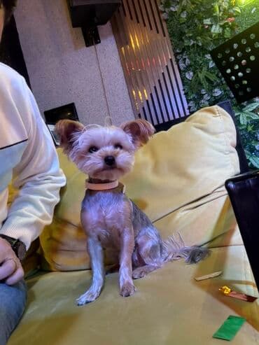 basenc itləri: Yorkşir teryer, 1 il, Dişi, Peyvəndli, Pulsuz çatdırılma — 2