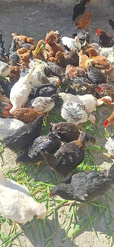 cücə damı: Toyuq cücələri, Damazlıq — 9