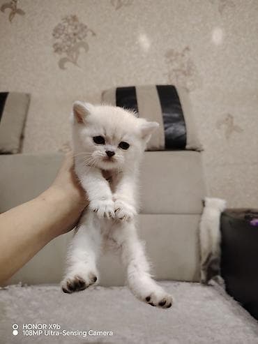 ən ucuz pişiklər: Britan, Yaxşı əllərə — 3