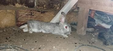 ev dovşanları: Boz rəngli ev dovşanı dişidi - Növ: ev dovşanı (qısa tüklü — 2