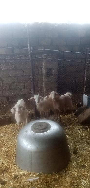 Salam saglam arpa yonca yeyen heyvanlardı real alıcılar zeng vursun