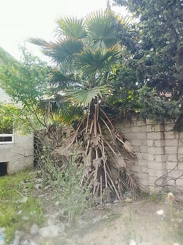 nar agacı: Ventilyator formalı yarpaqları olan canlı palma ağacı - Növ: Fan palm — 1