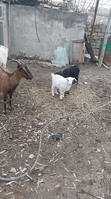 keci hələb: Satılır: keçi ailəsi südlük alpin2ci qarın,lt yarım sud — 3