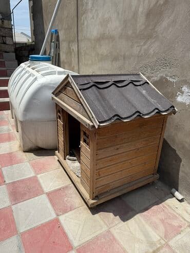 Pişiklər: It yuvasi unvan bine savxoz az iwlenib — 2